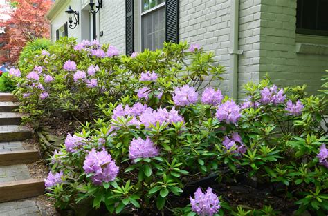 zone         trim rhododendrons snap