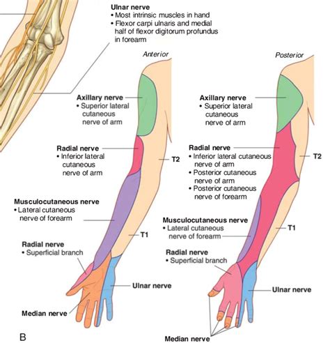 anatomy   arm nerves