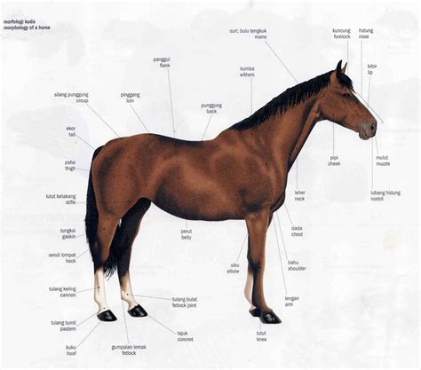 tubuh  gerakan kuda