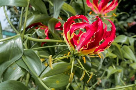 The 10 Rarest Flowers In The World Worldatlas