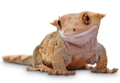 top  cutest pet reptiles  guide webstame