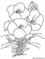 Primula Vulgaris Coloring sketch template