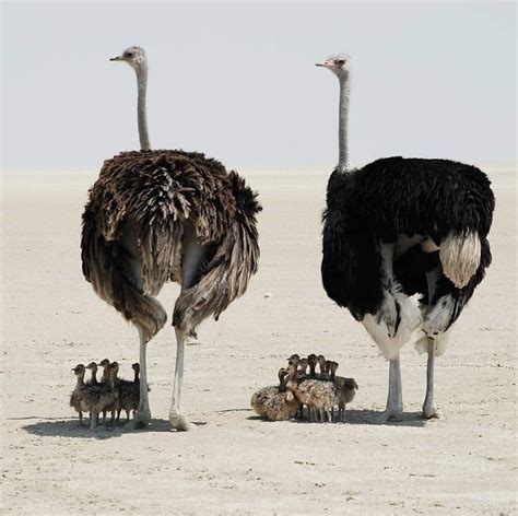 ostriches bury  heads   sand africa explained