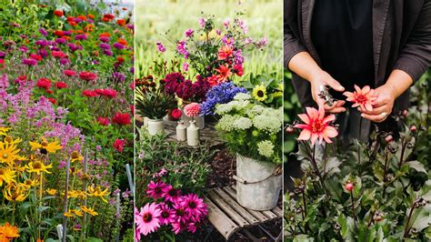 planning  cut flower garden top tips  beautiful blooms homes gardens