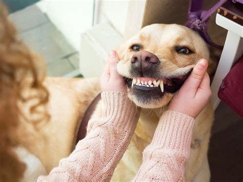 care   dogs teeth
