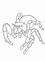 Arthropods sketch template