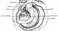 Afbeeldingsresultaten voor Japanse oester Anatomie. Grootte: 198 x 106. Bron: www.nkde.nl