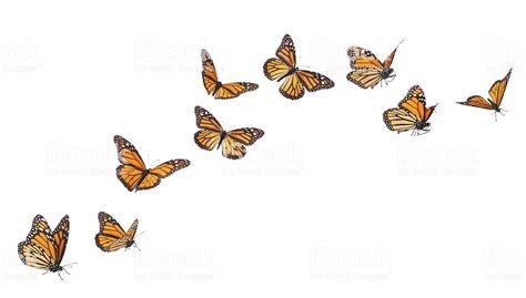 image result for butterfly swarm with images butterfly