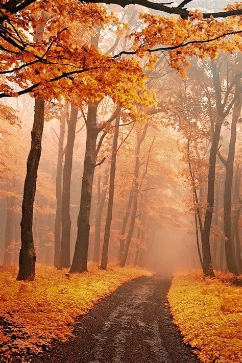 misty autumn woods in white carpathians slovakia czech republic by janek sedlar on 500px