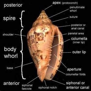 gastropod shell morphology science stuffs pinterest sea shells shells molluscs