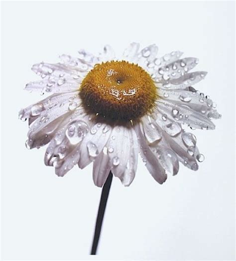 Pin By Margot C On Inspiration Irving Penn Flowers