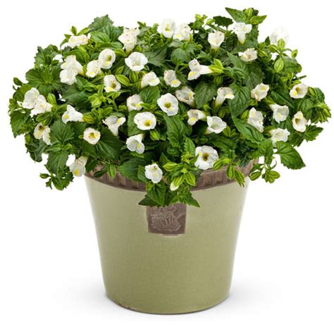 catalina® white linen wishbone flower plant addicts