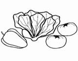 Coloring Romaine Lettuce Coloringcrew Vegetables sketch template