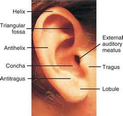 auricle definition  auricle  medical dictionary