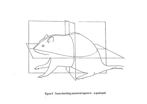 rat anatomy diagram