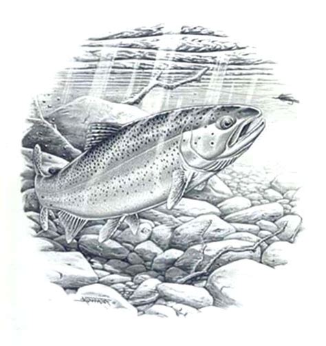 trout drawing black  white  paintingvalleycom explore