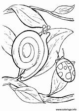 Escargot Coccinelle sketch template