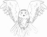 Owl Snowy Coloring Pages Burrowing Color Getcolorings Printable Colouring Getdrawings sketch template
