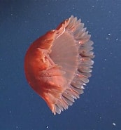 Afbeeldingsresultaten voor "poralia Rufescens". Grootte: 173 x 185. Bron: io.ocean.washington.edu