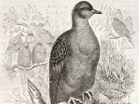 passenger pigeon died  year  today