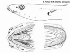 Afbeeldingsresultaten voor Pseudophichthys splendens Anatomie. Grootte: 144 x 110. Bron: biogeodb.stri.si.edu