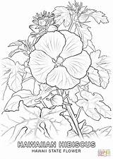 Hawaiian Coloringhome Blume sketch template