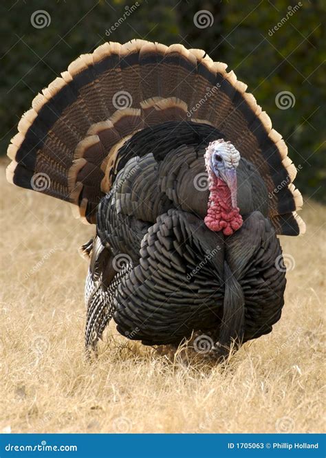 gobbler strut stock image image  turkey wildlife harvest