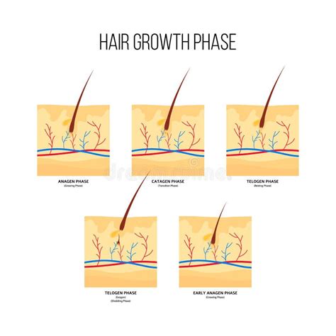 hair growth anagen catagen  telogen stock vector illustration  health dermal