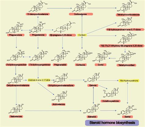 all 22 steroid hormone structures and their related metabolic pathways