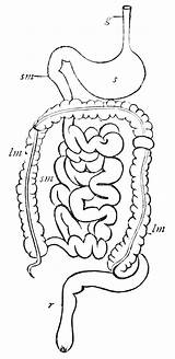 Digestive System Coloring Pages Getdrawings sketch template