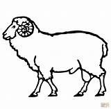 Sheep Coloring Ram Drawing Outline Pages Printable Lamb Simple Supercoloring Drawings Kids Face Domestic Realistic Online Animals Silhouette Color Getdrawings sketch template