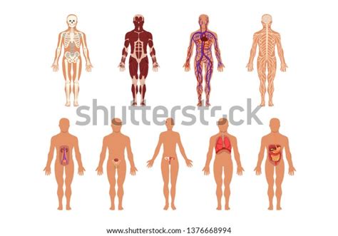 Different Human Organ System Set Muscular Stock Vector Royalty Free