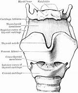 Larynx Cartilages Ligaments Etc Clipart Large Usf Edu Tiff Original sketch template