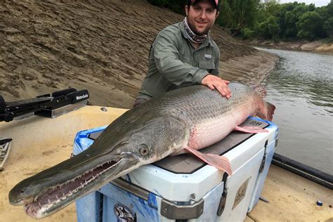 talking  alligator gar   post earlier   southeast