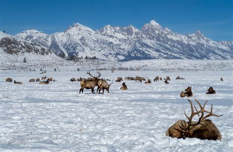 protecting arctic communities wildlife friends   earth