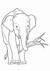 Elefanti Elefante Stampare Pianetabambini Versione Singolarmente Cartoon sketch template