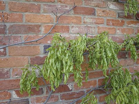 grow wisteria  garden  eaden