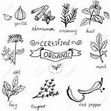 Spices Drawing Getdrawings Vector Drawn Hand Background Herbs sketch template