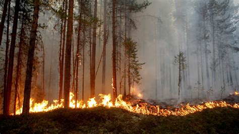 forest fires    frequent  climate warms  scientist eye   arctic