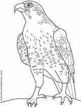 Falcon Coloring Pages Colouring sketch template