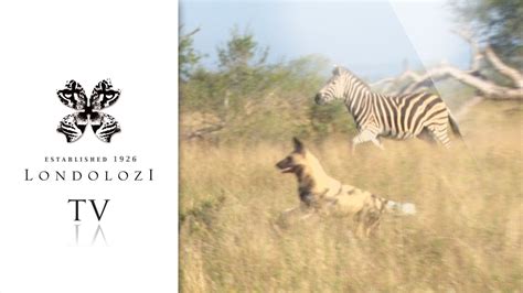 wild dogs  zebra herd londolozi tv youtube