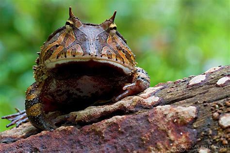 images  amazon horned frog  pinterest frogs amazons