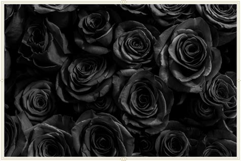 meaning  black roses proflowers