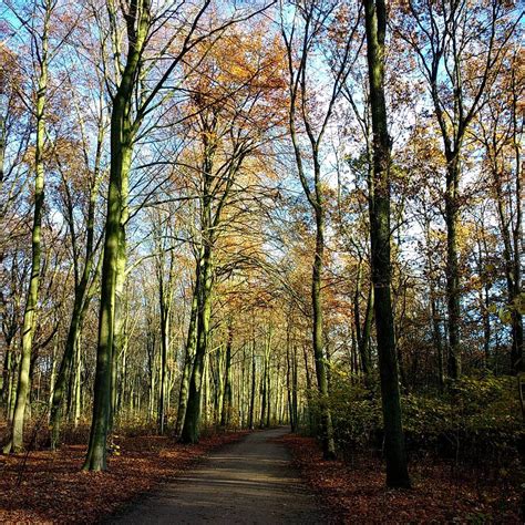 biking   haagse bos park   hague november netherlands travelogue