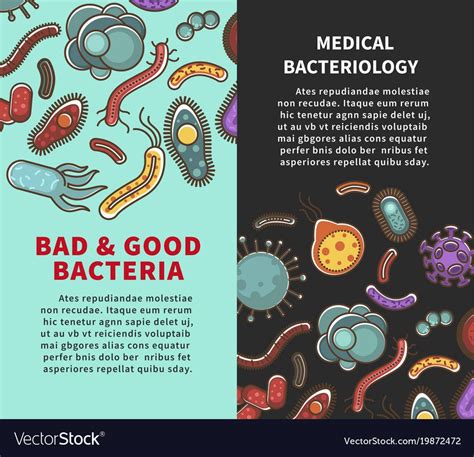 bacteria poster  medical bacteriology  viruses  bacteria microbiology study  science