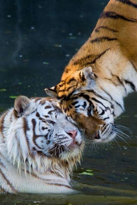 581 Best Images About Tigers Tigres Cubs And Other