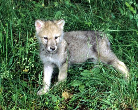 gray wolf cub photograph  larry allan pixels