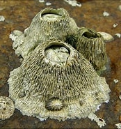 Afbeeldingsresultaten voor "tetraclita Stalactifera". Grootte: 174 x 185. Bron: www.jaxshells.org