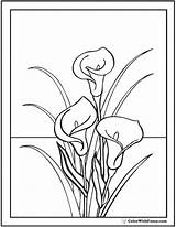 Lily Coloring Calla Pages Easter Lilies Stargazer Drawing Line Color Bouquet Colouring Flowers Lillies Simple Printable Pdf Getdrawings Printables Getcolorings sketch template