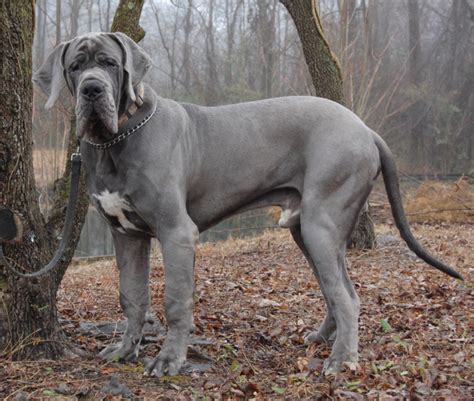 the great “€uro” horror show great dane gnosis